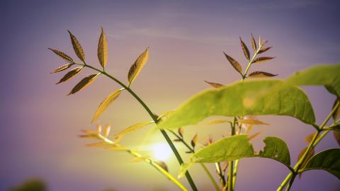 New Dawn, New Growth